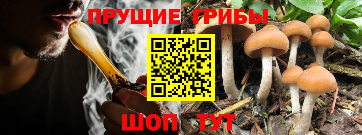 наркотики  Псилоцибиновые грибы GOLDEN TEACHER  Вход с VPN  Галлюциногенные грибы мицелий  Конаково 
